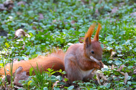 A squirrel sits on the grass and eats a nutの写真素材