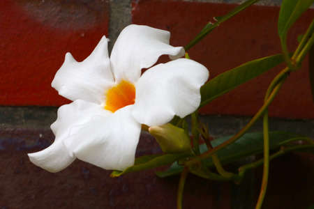 A white flowering flower in the park in the springの写真素材