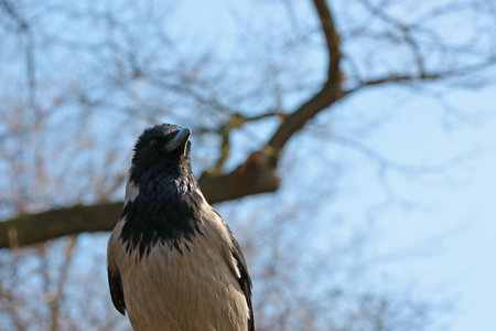 A close-up of a crow sits on a treeの写真素材