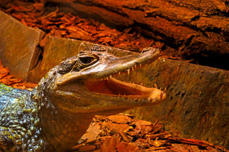 An adult crocodile opened its mouth. Big teethの写真素材