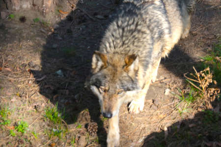 Out of focus, blurry background. An adult wolf in the woodsの写真素材