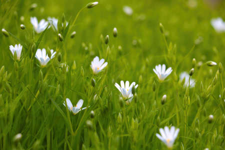 A picturesque green background of nature in the meadow in spring or summer.の写真素材
