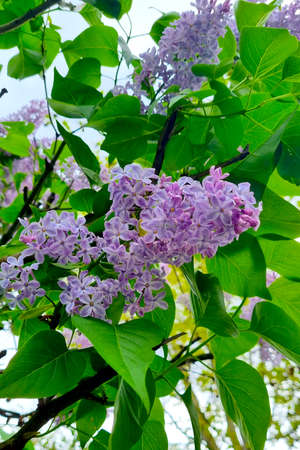 Close-up of the blooming lilacs in the park in the spring.の写真素材