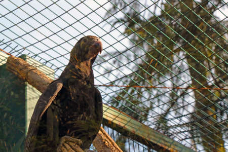 A large parrot sits on a branch behind the cageの写真素材