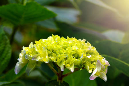Green flowering hydrangea in the park. A soft light falls on the hydrangea flowerの写真素材
