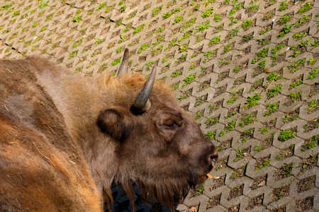 Close-up of an adult bison in the parkの写真素材