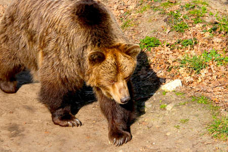 Close-up of a large brown bear in the forestの写真素材