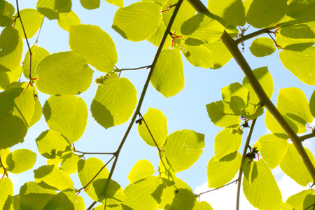 Young green branches of trees against the blue skyの写真素材