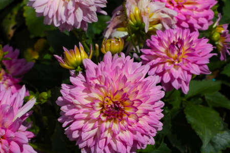Bright flowering dahlia buds in the park in the summerの写真素材