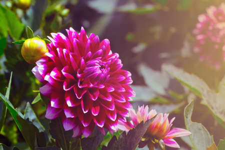 Dahlia flowers in sunlight, colorful flowers in the soft backgroundの写真素材