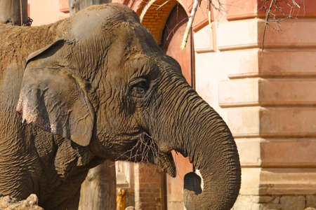 Close-up of an adult elephant eating tree branchesの写真素材