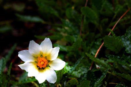 A beautiful white flower blooms in the park in the springの写真素材