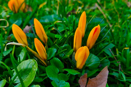 Blooming crocuses in the mountains in the springの写真素材