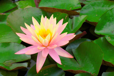 Close-up of a blooming lily on the water. Water lilies on the pondの写真素材