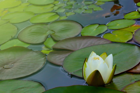 A bud of a white flowering lily on a pondの写真素材
