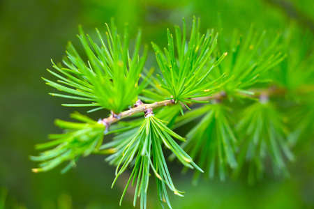 A young green branch of a spruce tree in the forest, a blurred backgroundの写真素材