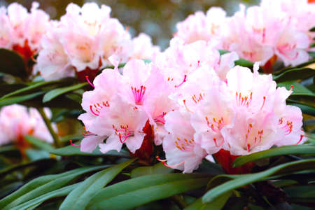 Bright flowering branches of rhododendron in the park in the springの写真素材