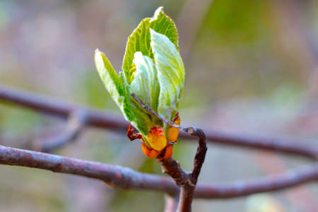 A young green branch of a tree or bush in the springの写真素材