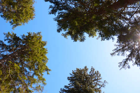 Bottom-up view. Treetops against the blue skyの写真素材