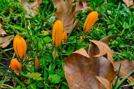 Crocuses bloom from the ground. The beginning of spring