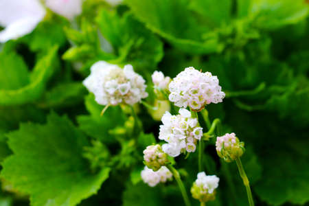 A beautiful white flower grows in the park in spring.の写真素材