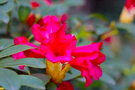 A red flower of flowering rhododendron in the park in the springの写真素材