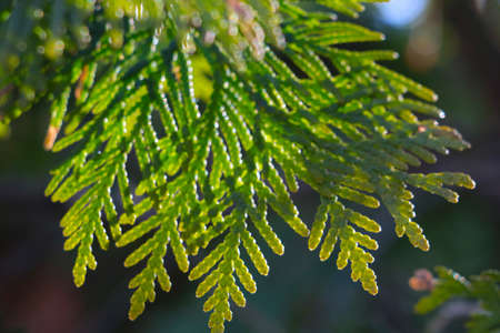 Out of focus, blurry background. A green branch of juniper in the park in the spring
