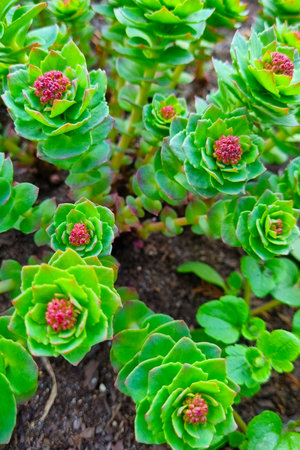 Beautiful green young flowers bloom in early spring. The background of nature