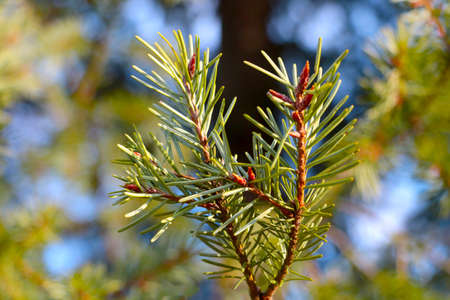 A young green branch of spruce or pine tree in the forestの写真素材