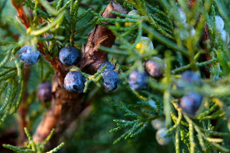Selective focus on a young juniper branch in the parkの写真素材