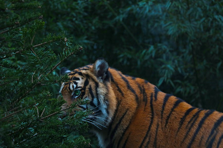 Close-up of an adult tiger in the forestの写真素材
