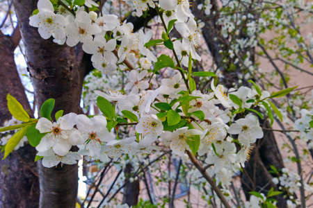 A cherry blossom branch in a park in the spring
