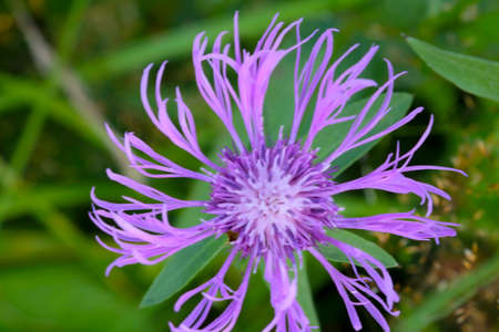 Blurry background, out of focus, top view of a flowering cornflower in the meadow