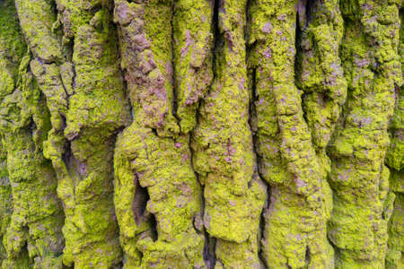 Close-up of the old bark of the tree, the texture of the bark, the woodの写真素材