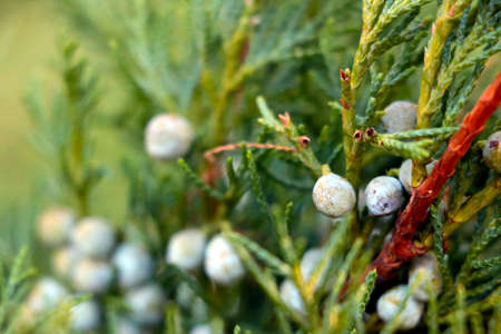 Selective focus, green juniper branchesの写真素材