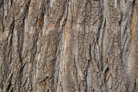 Close-up of the texture of the bark of the tree