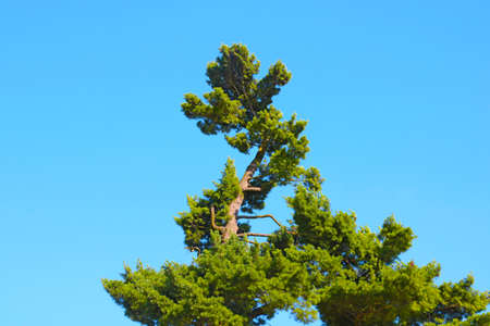 The green top of the tree against the blue sky