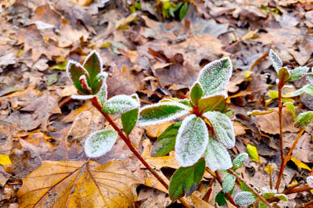 There is frost on the branches of the bush. Small frosts at night in autumn or springの写真素材
