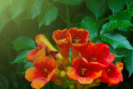 Close-up of a red flowering flower in the gardenの写真素材