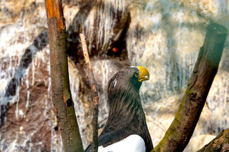 Close-up of the eagle. A white eagle sits in a tree.