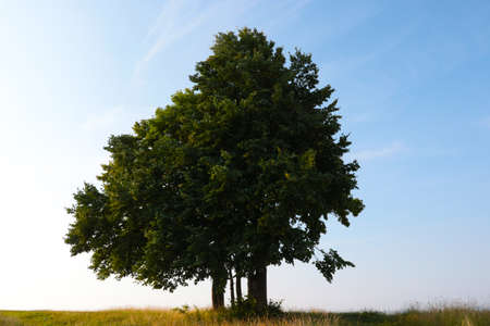 A lonely green tree in a meadow against the sky.の写真素材