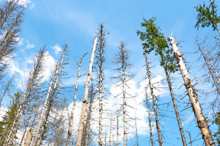 View from below on the trunks of trees against the sky