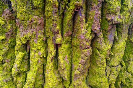 Close-up of the bark of a tree covered with green mossの写真素材