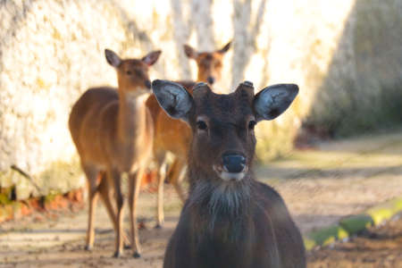 Close-up of a beautiful deer in the wildの写真素材