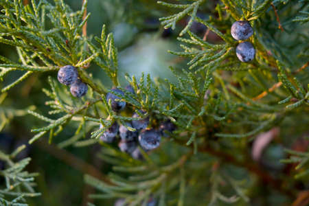 Beautiful young green juniper branch in the park in the springの写真素材