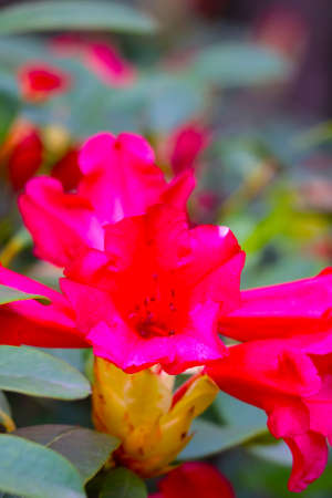 Close-up of a blooming rhododendron in the park in the springの写真素材