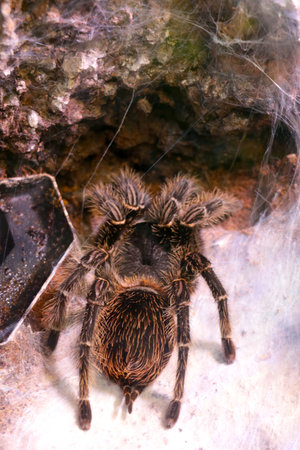 Close-up of a large spider with a spider webの写真素材