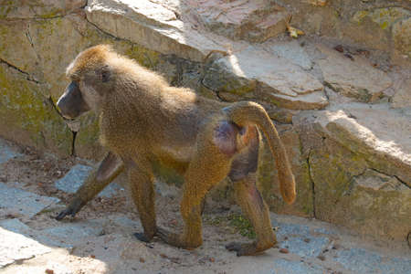 Baboons are a genus of primates from the monkey family. An adult