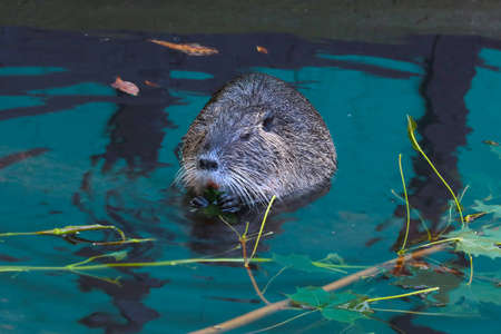 An otter sits in the water and eats tree branches. Muskratの写真素材