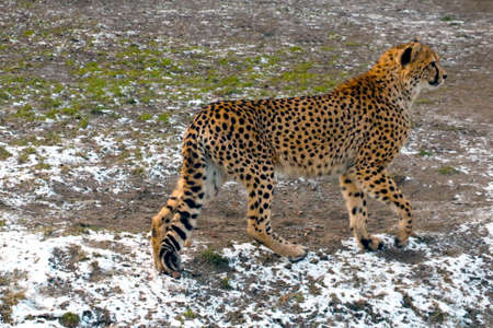 View of a beautiful fast cat. Leopard